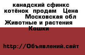  канадский сфинкс котёнок ,продам › Цена ­ 8 000 - Московская обл. Животные и растения » Кошки   